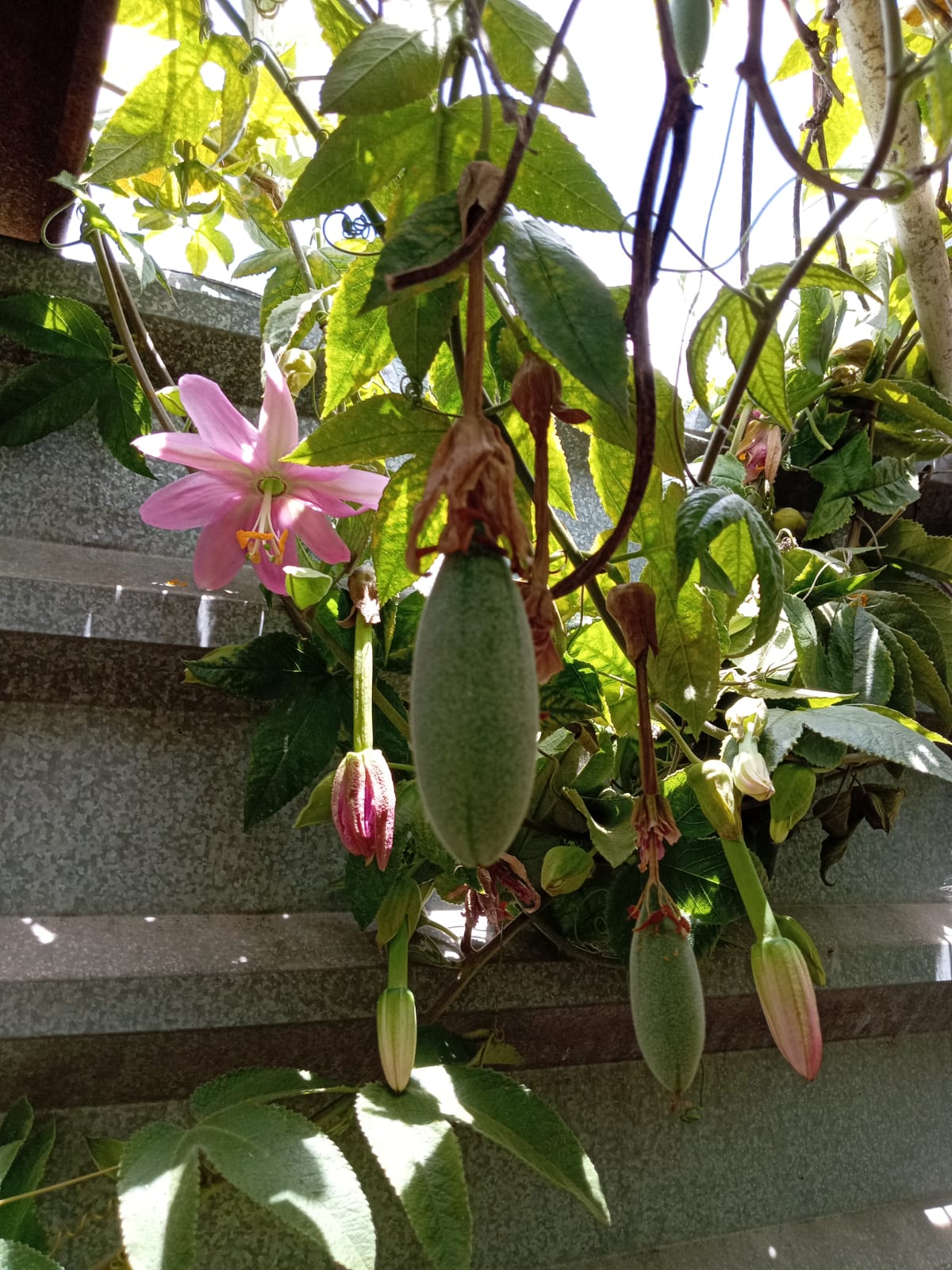 curubo