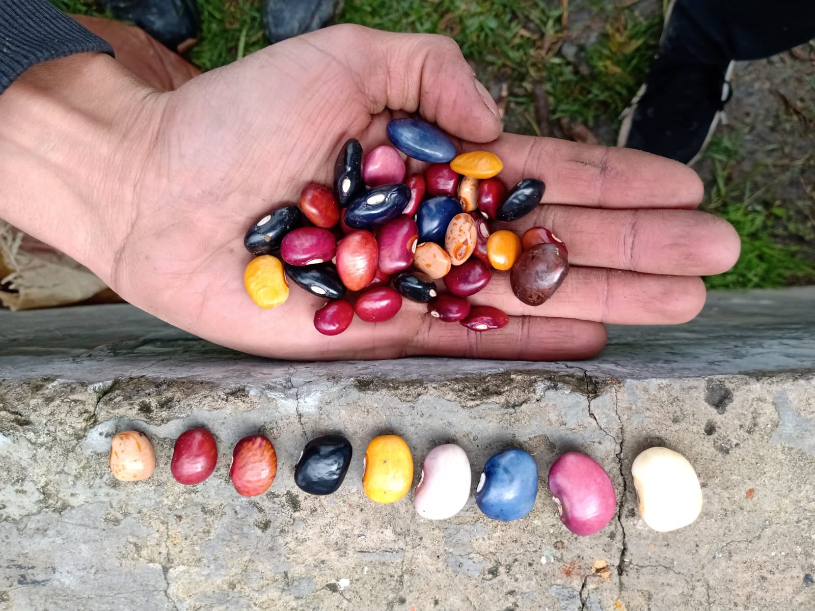 frijol de colores