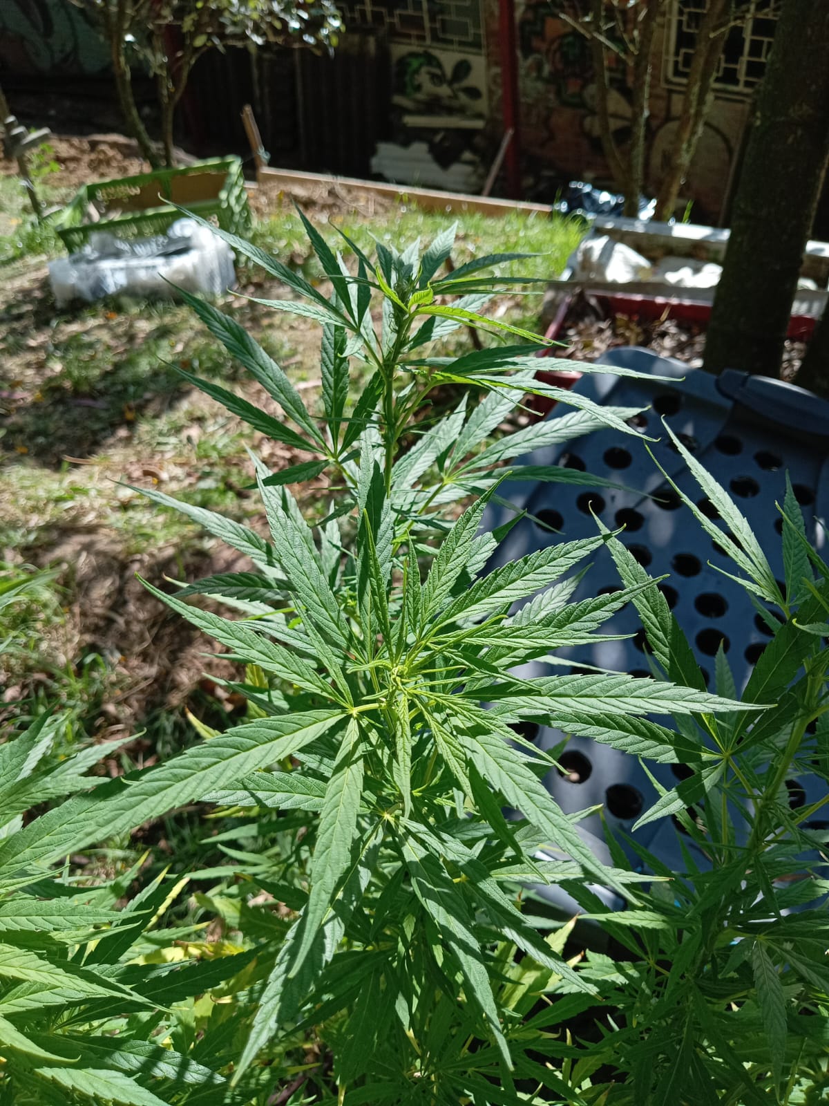 marihuana