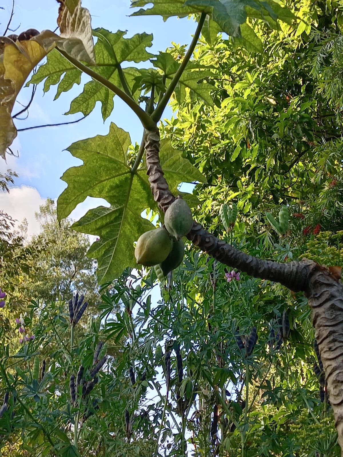 papayuelo