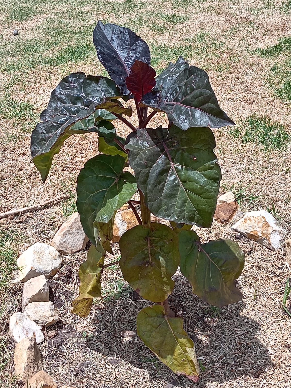 tomate de arbol